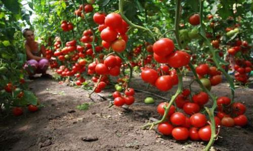 Как вырастить помидоры в теплице?